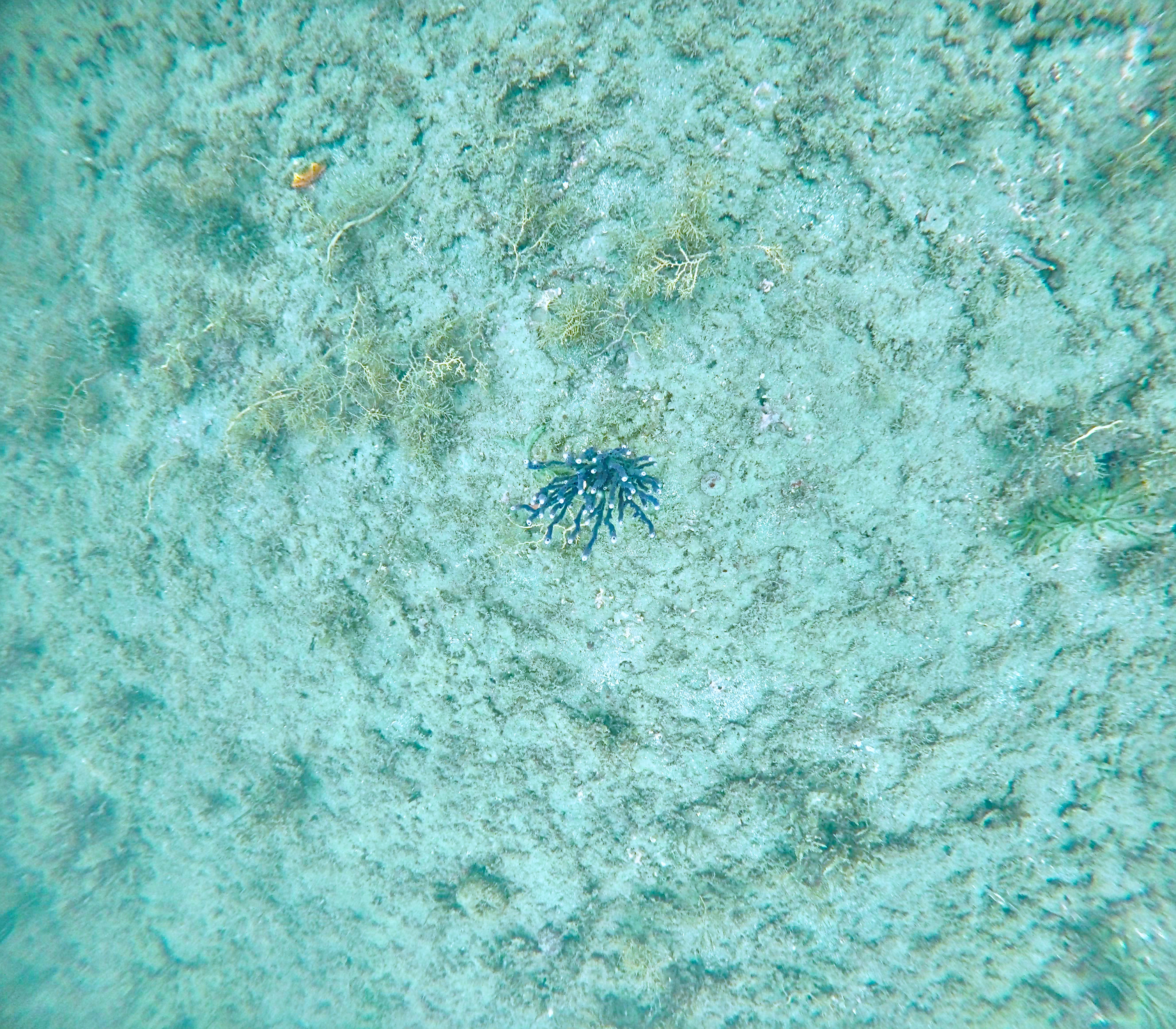 Underwater seafloor 2.5m example