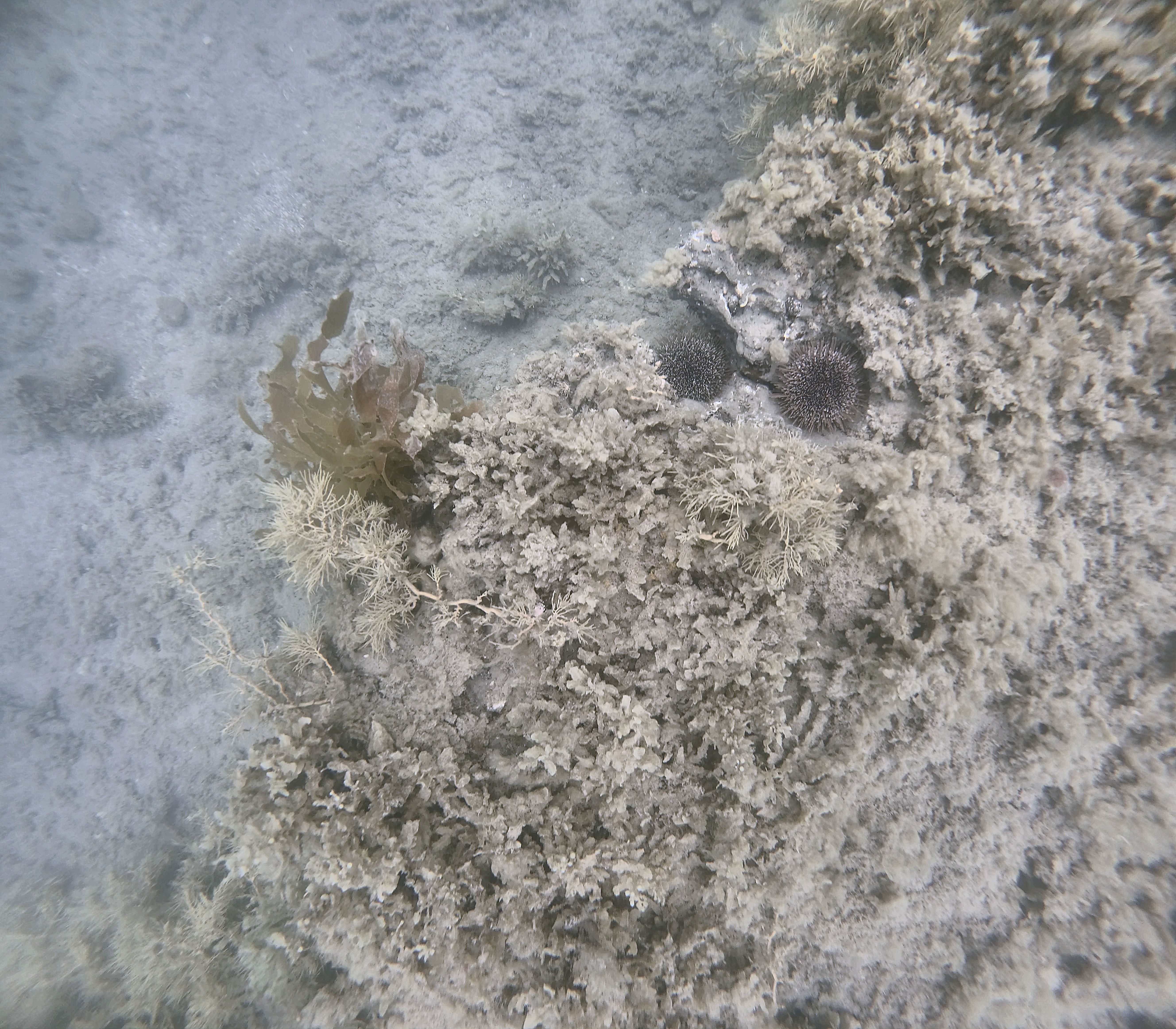 Weed and sea urchins